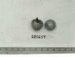 Click for 1 image(s) for this accession. FRUIT